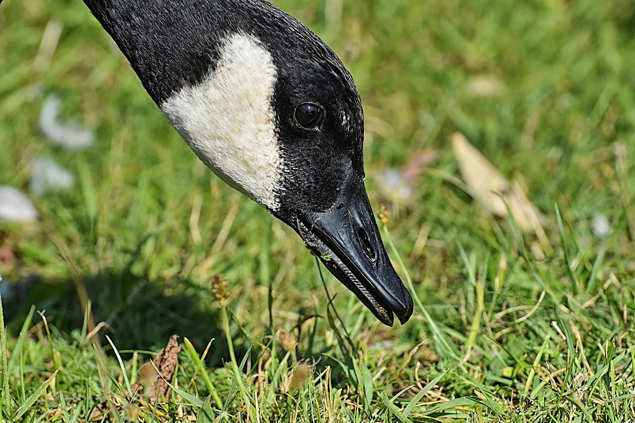 canada goose  branta canadensis  wild bird free photo