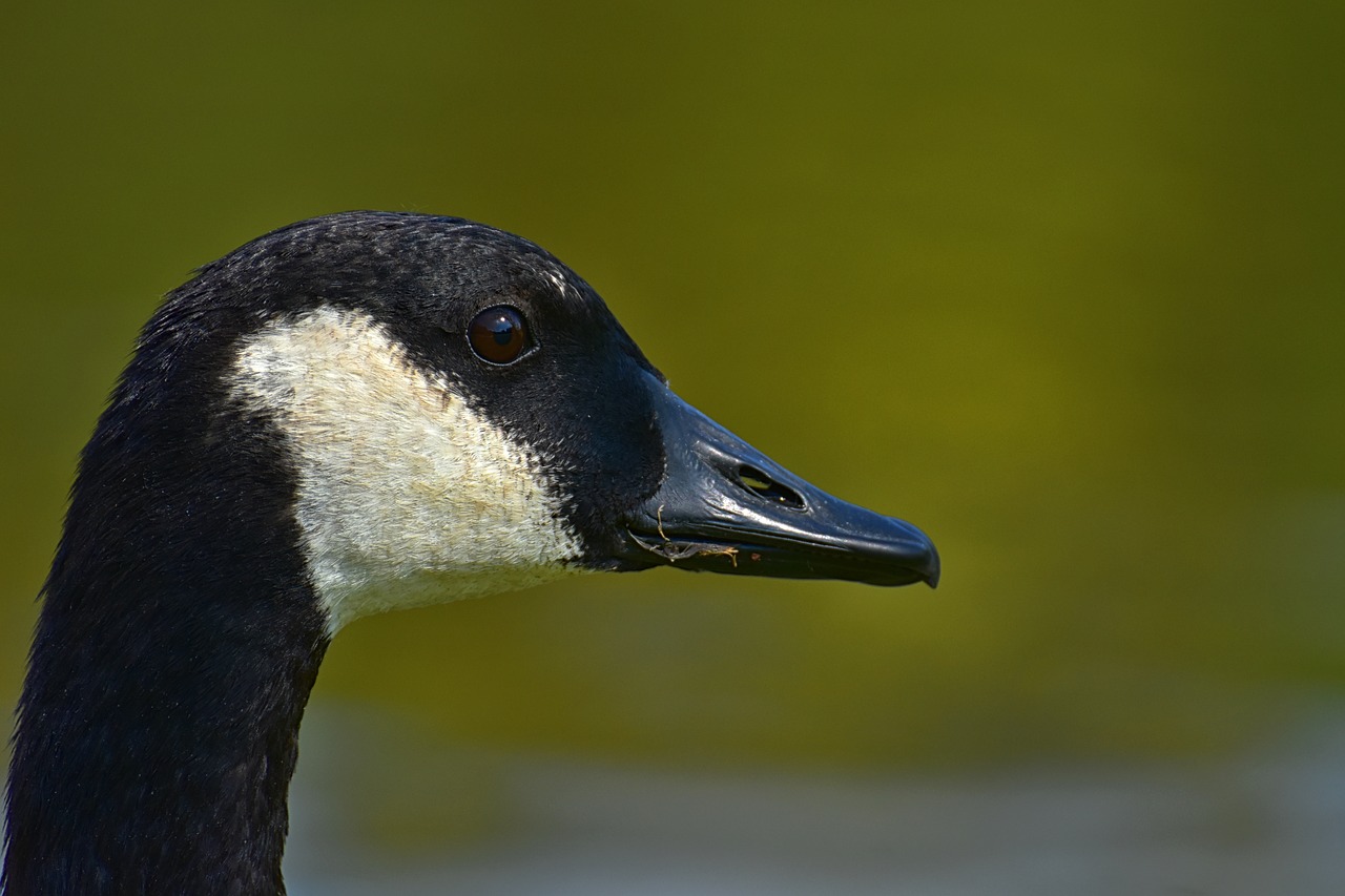 canada goose  branta canadensis  wild bird free photo