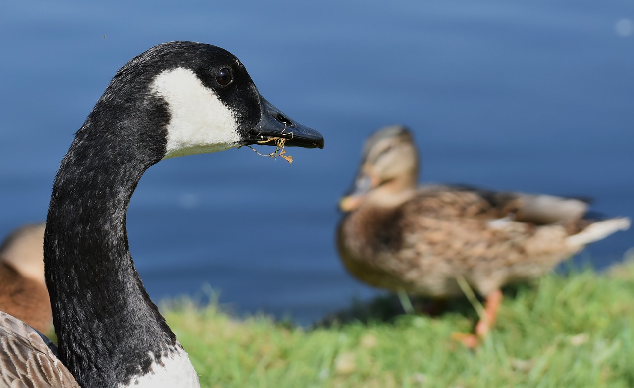 canada goose  branta canadensis  wild bird free photo