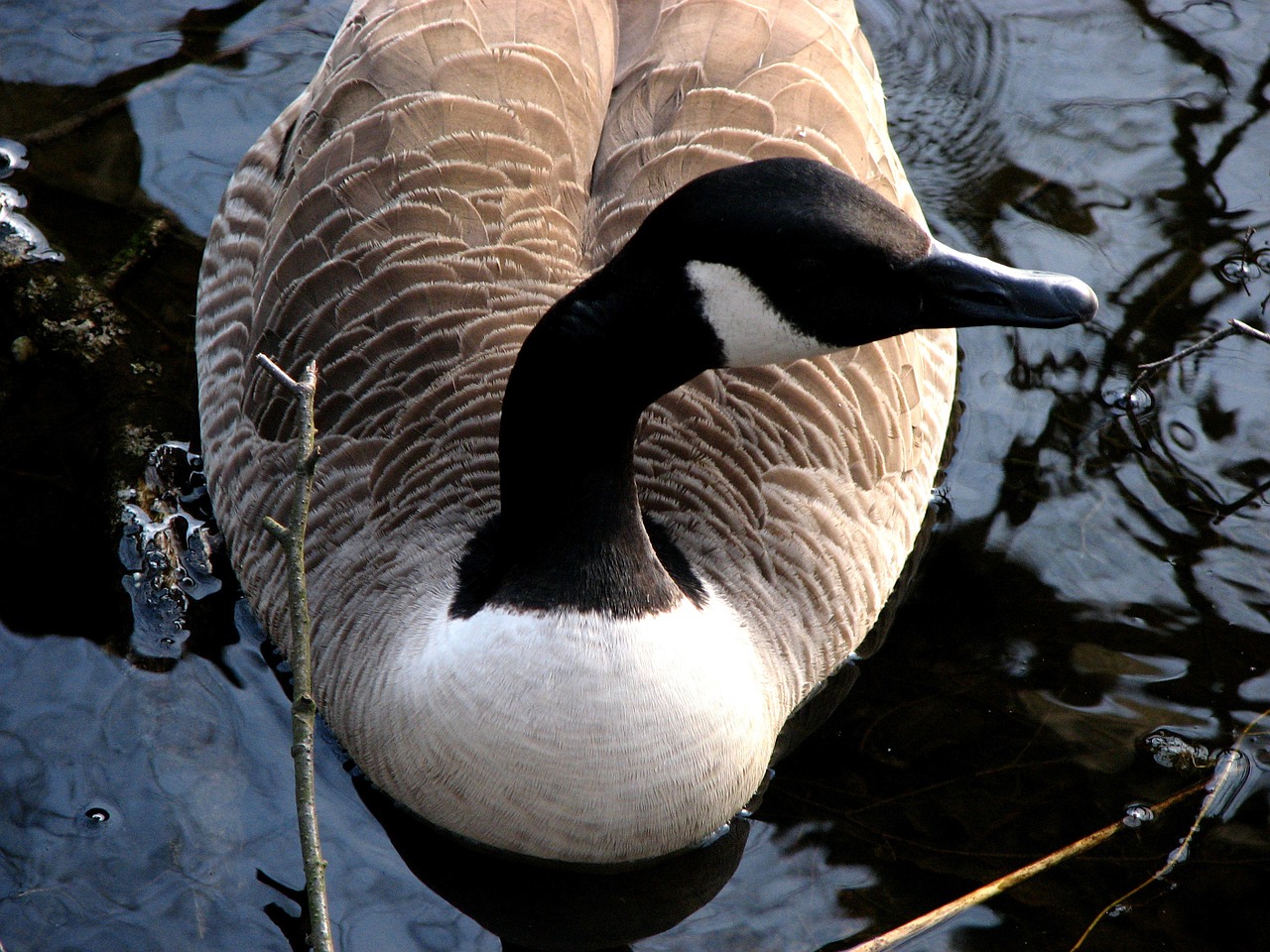 canada goose water swim free photo