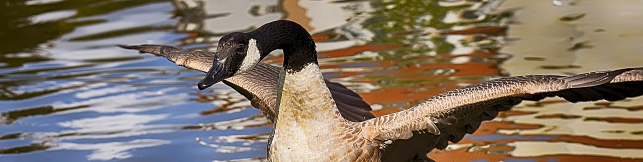 canada goose  branta canadensis  wild bird free photo