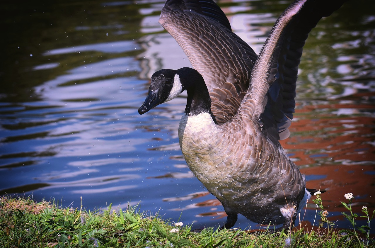 canada goose  branta canadensis  wild bird free photo