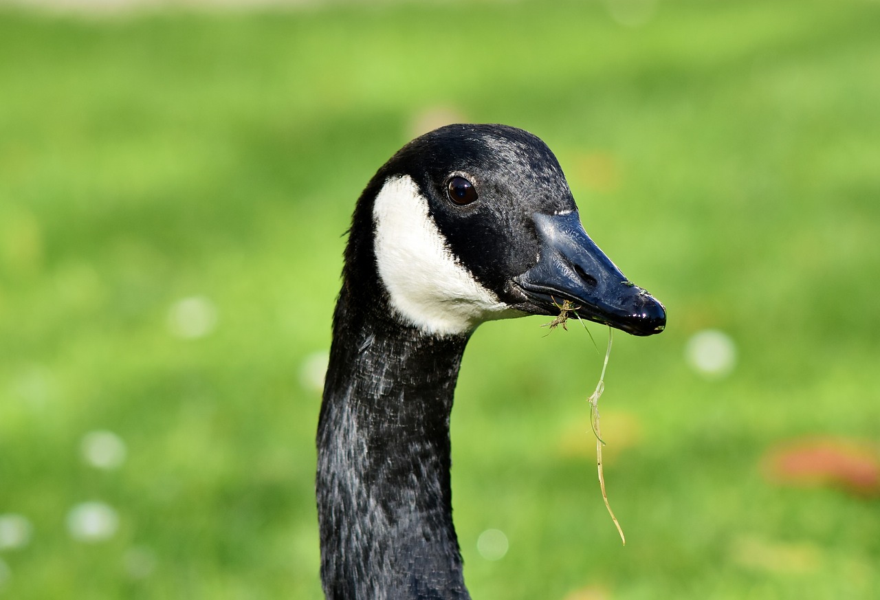 canada goose  goose  water bird free photo