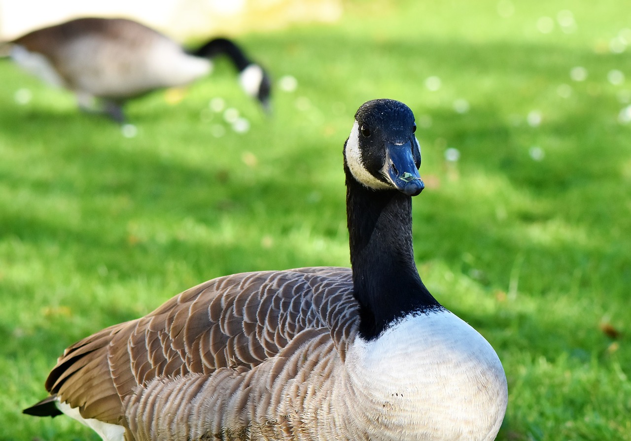 canada goose  goose  water bird free photo