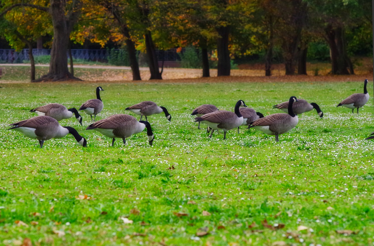 canada goose  meadow  daisy free photo