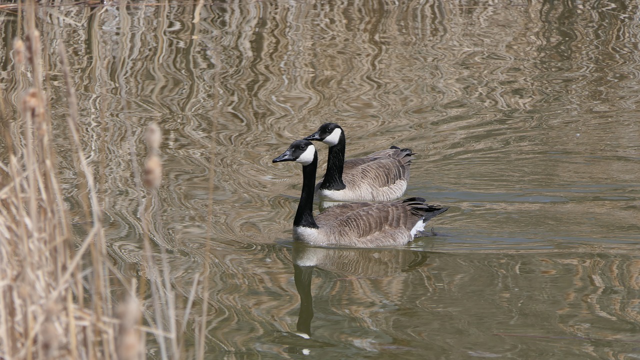 canada goose  waterfowl  lake free photo