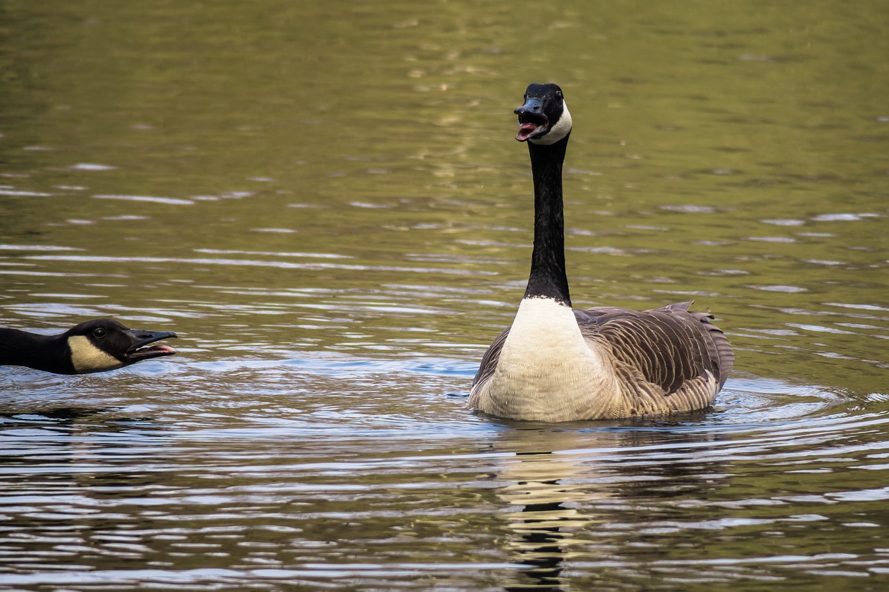 canada goose  excited  chatter free photo