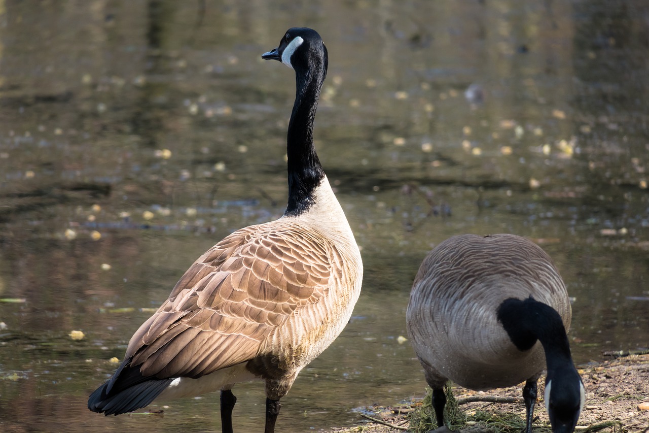 canada goose  watch  pride free photo