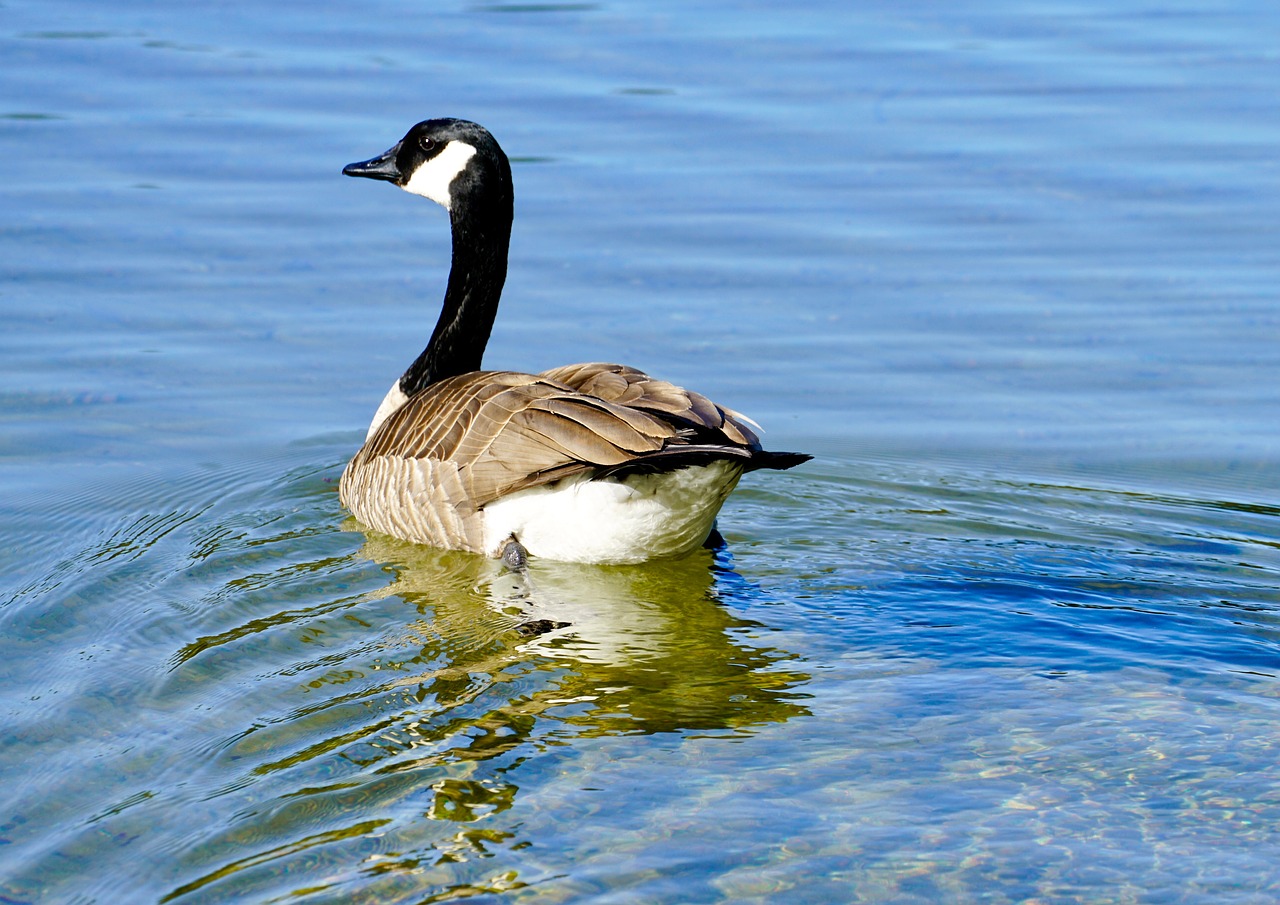 canada goose  bird  lake free photo