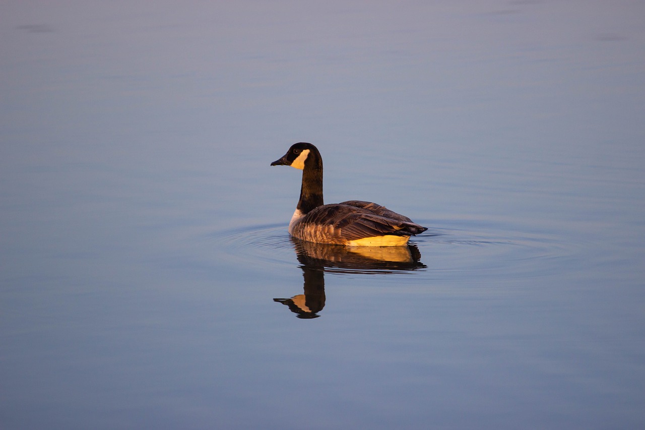 canada goose  canadian goose  bird on water free photo