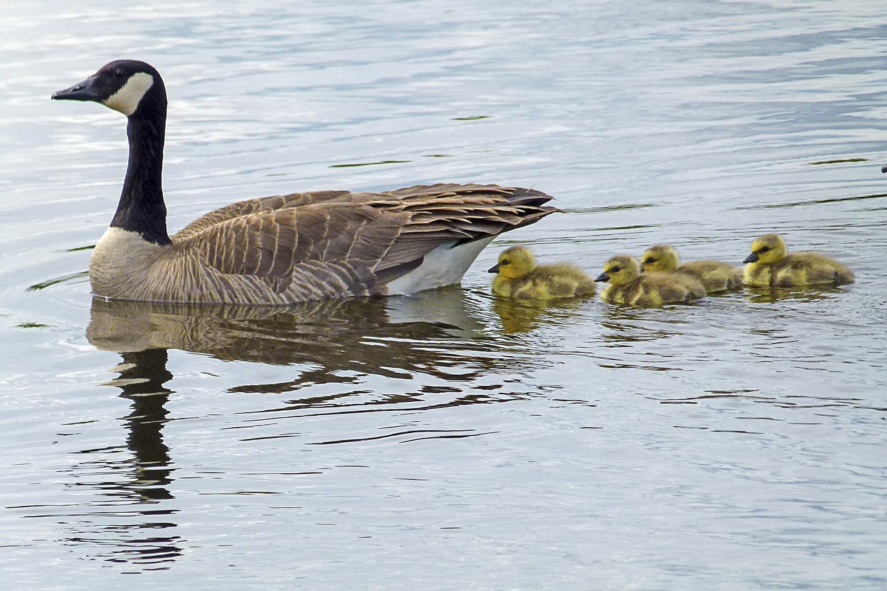 canada goose goslings chicks free photo