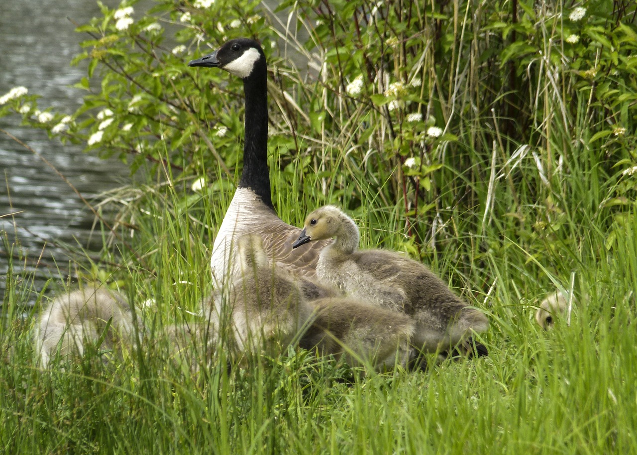 canada goose chicks young geese free photo