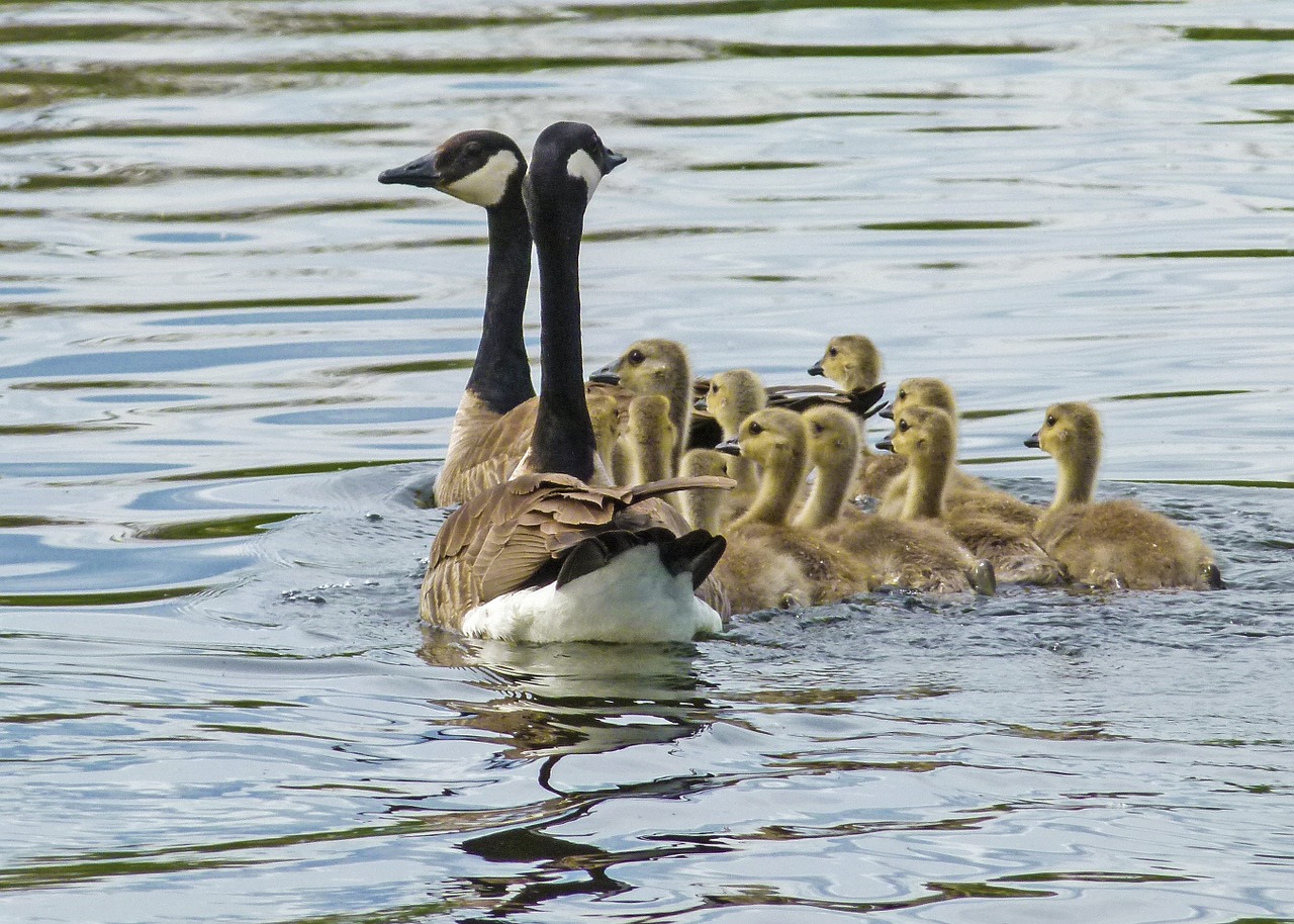 canada goose chicks young geese free photo