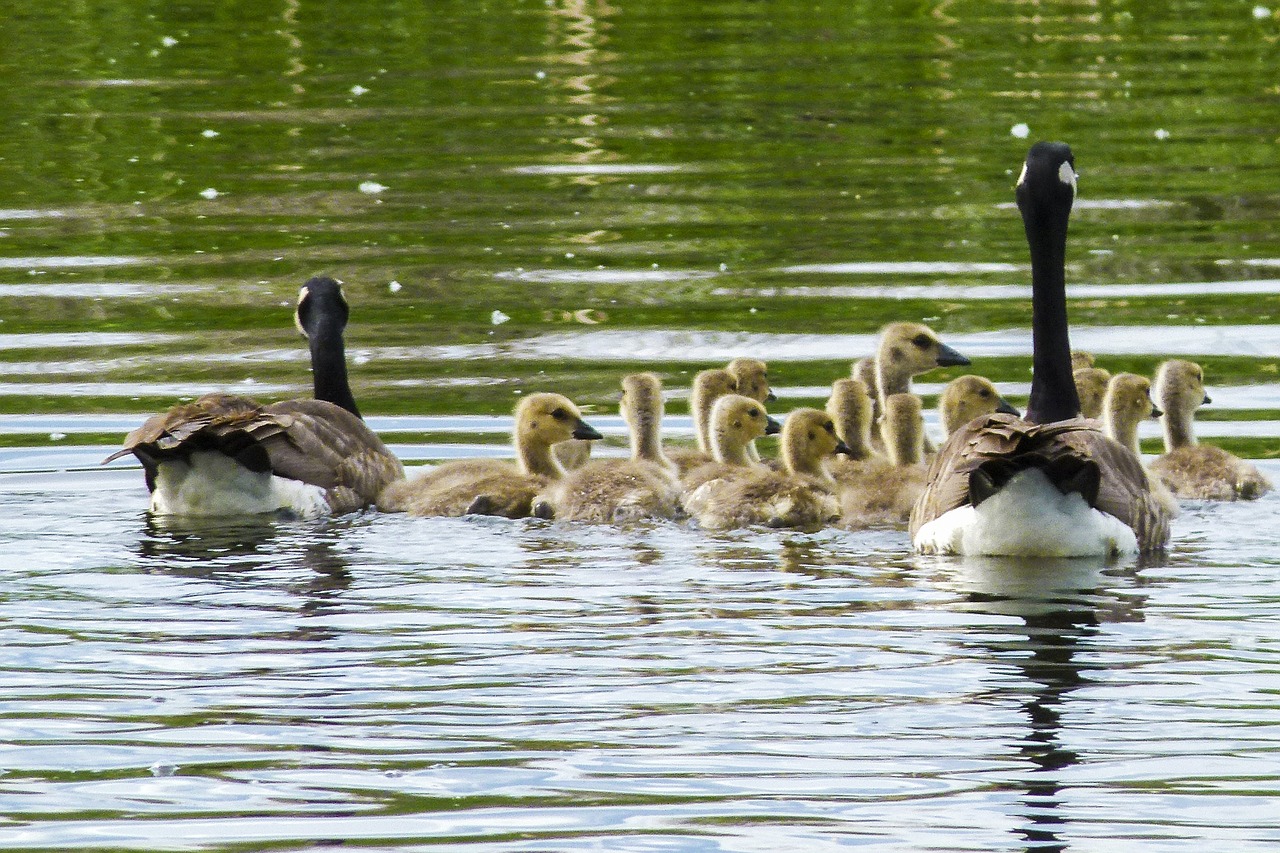 canada goose chicks young geese free photo