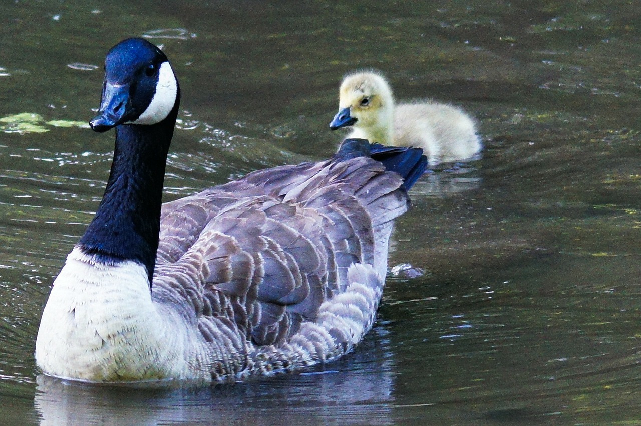 canada goose goose chicks free photo