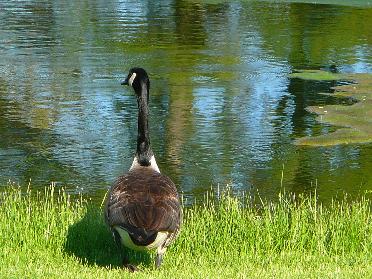 canada goose pond water free photo