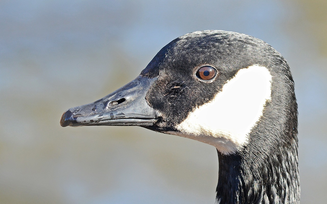 canada goose wildlife waterfowl free photo