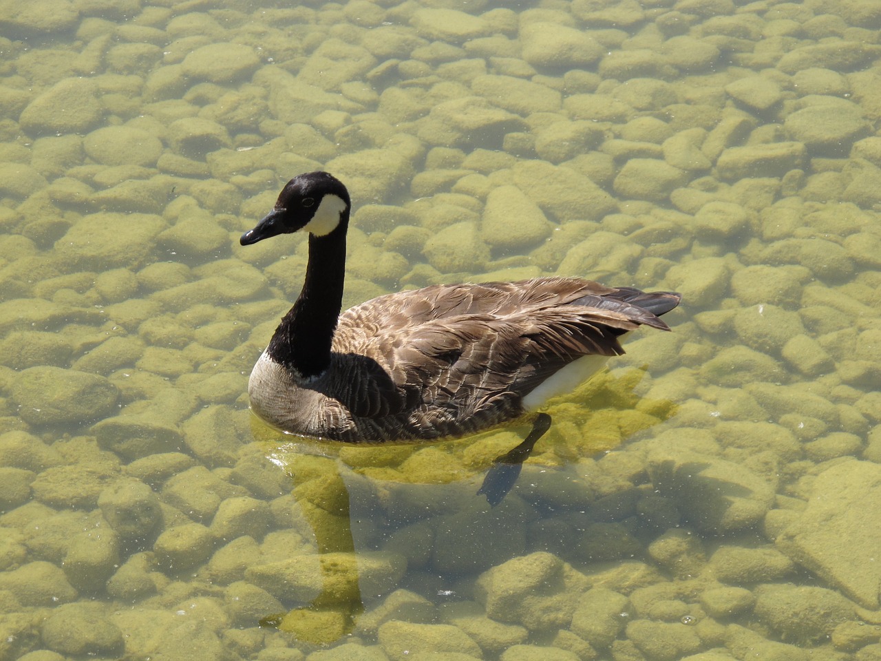 canada goose water bird poultry free photo