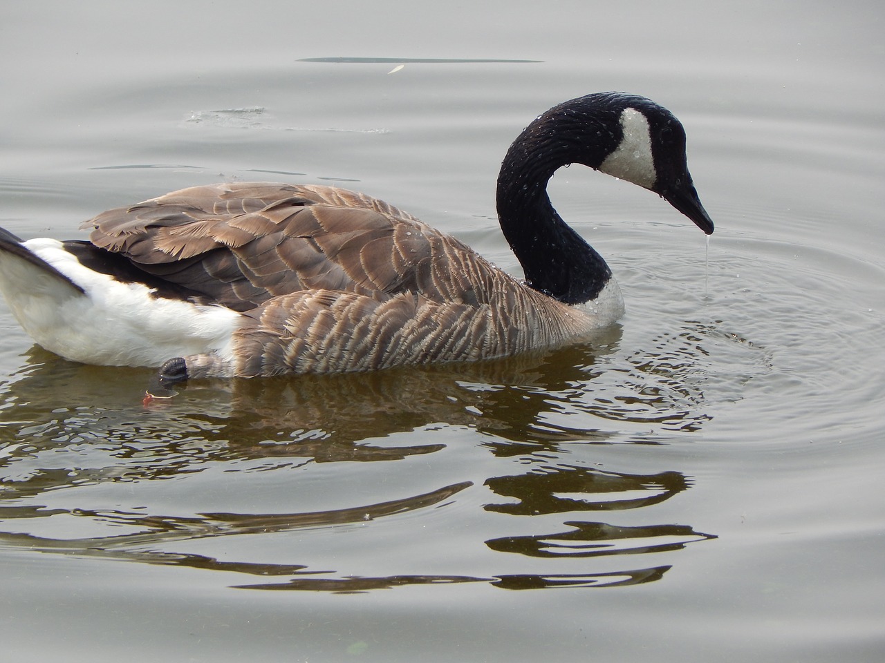 canada goose waterfowl nature free photo