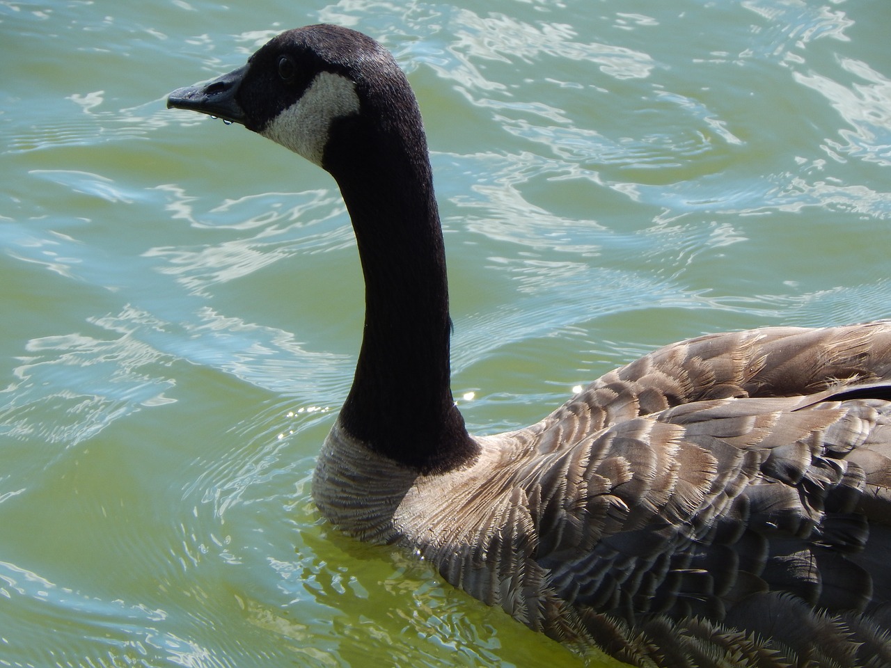 canada goose waterfowl lake free photo