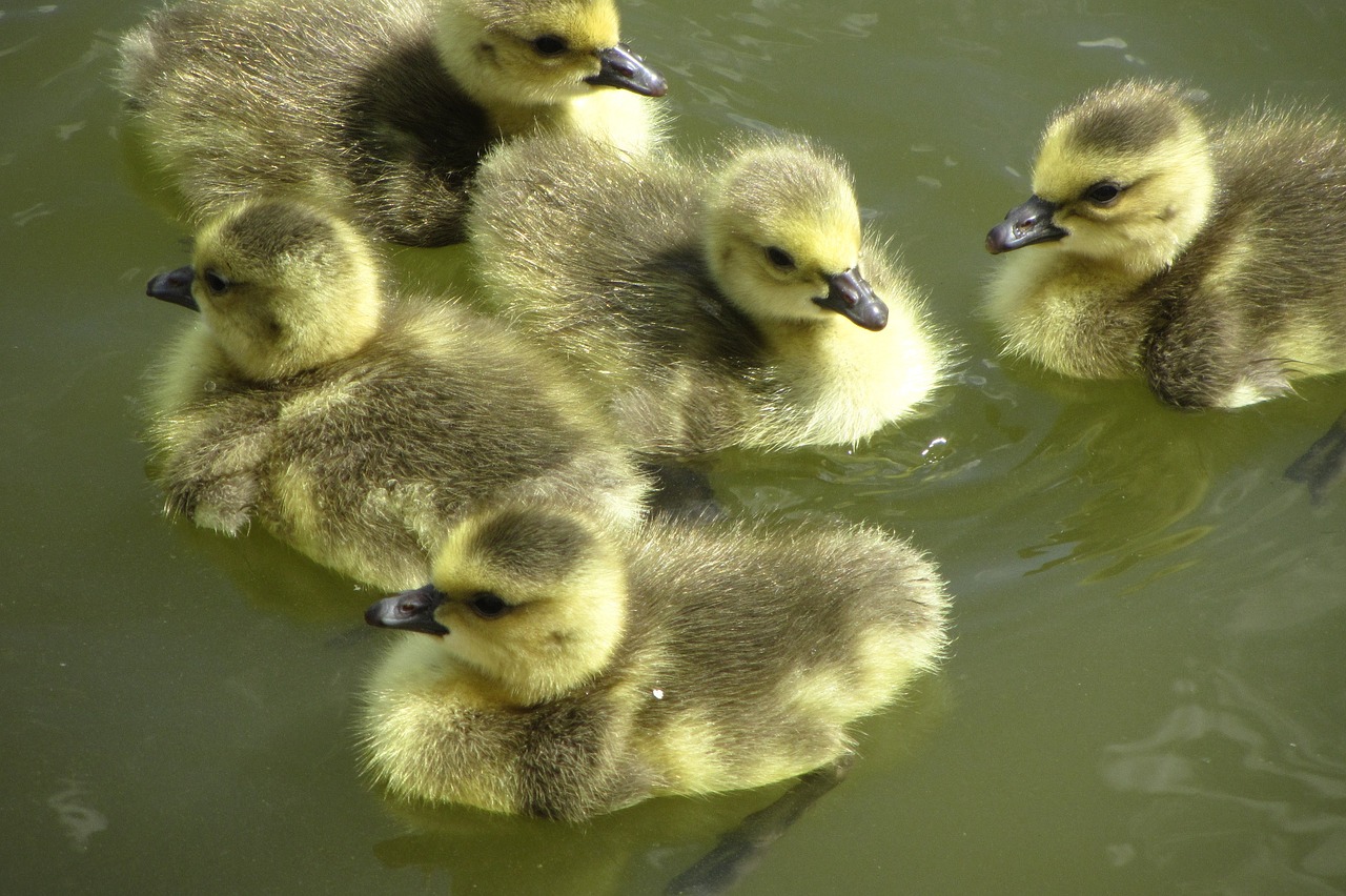 canada goose-chick fluffy gosling free photo