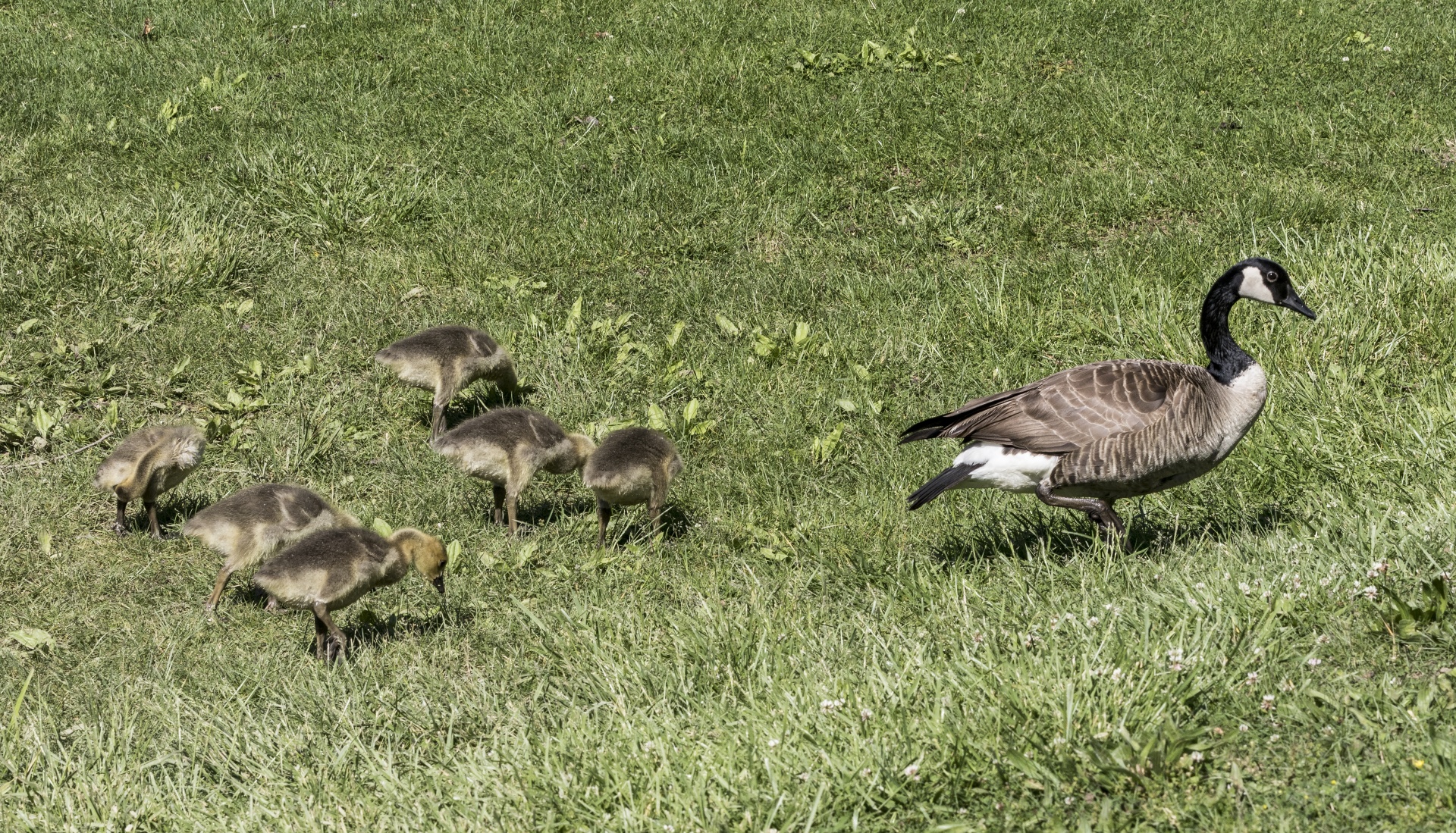goose goslings canada goose free photo