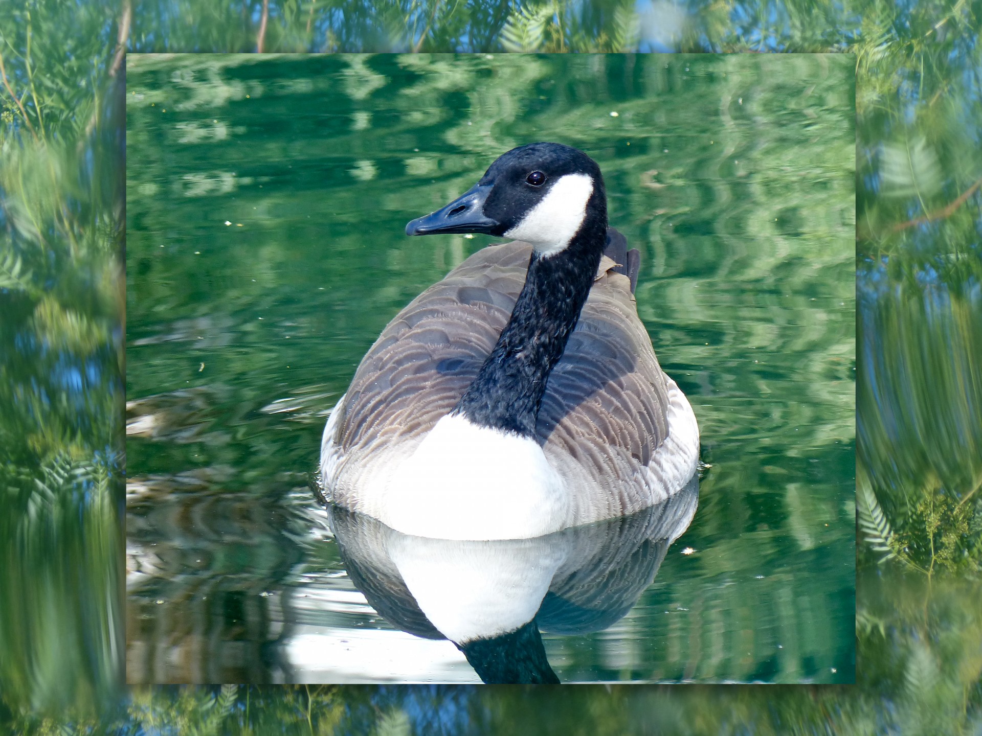 canada goose lake free photo