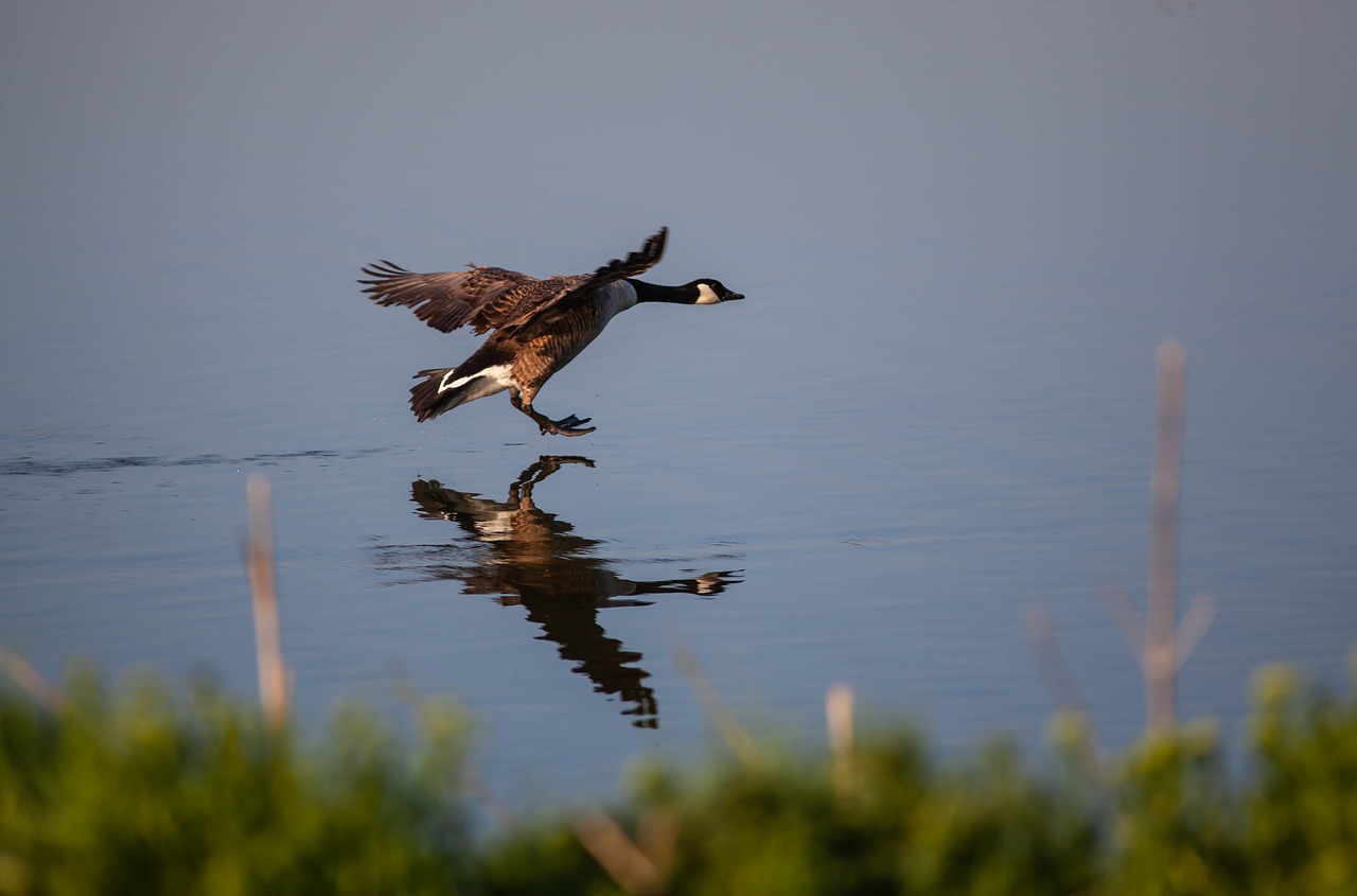 canada goose landing on lake  lake  goose free photo