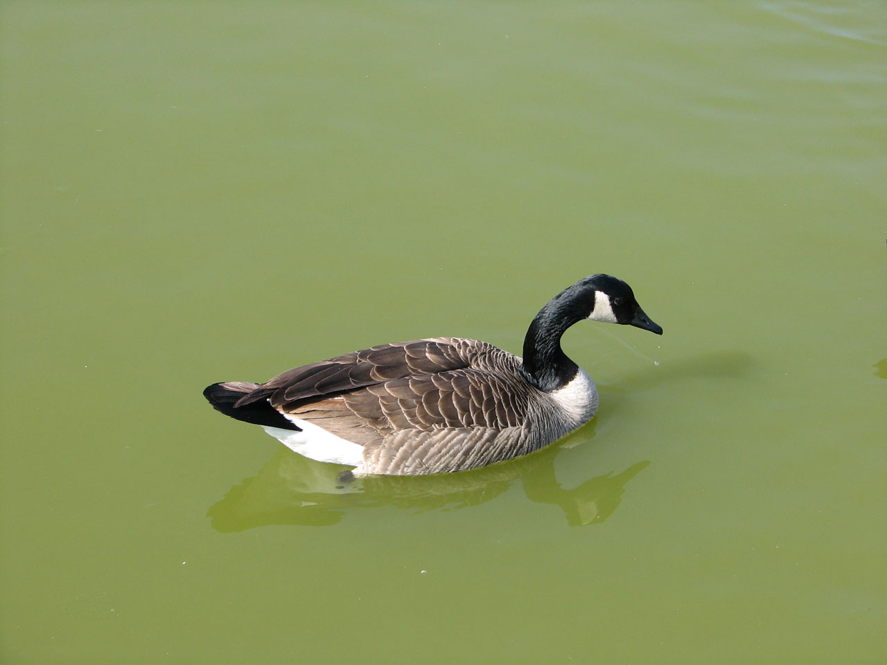 goose canada geese free photo