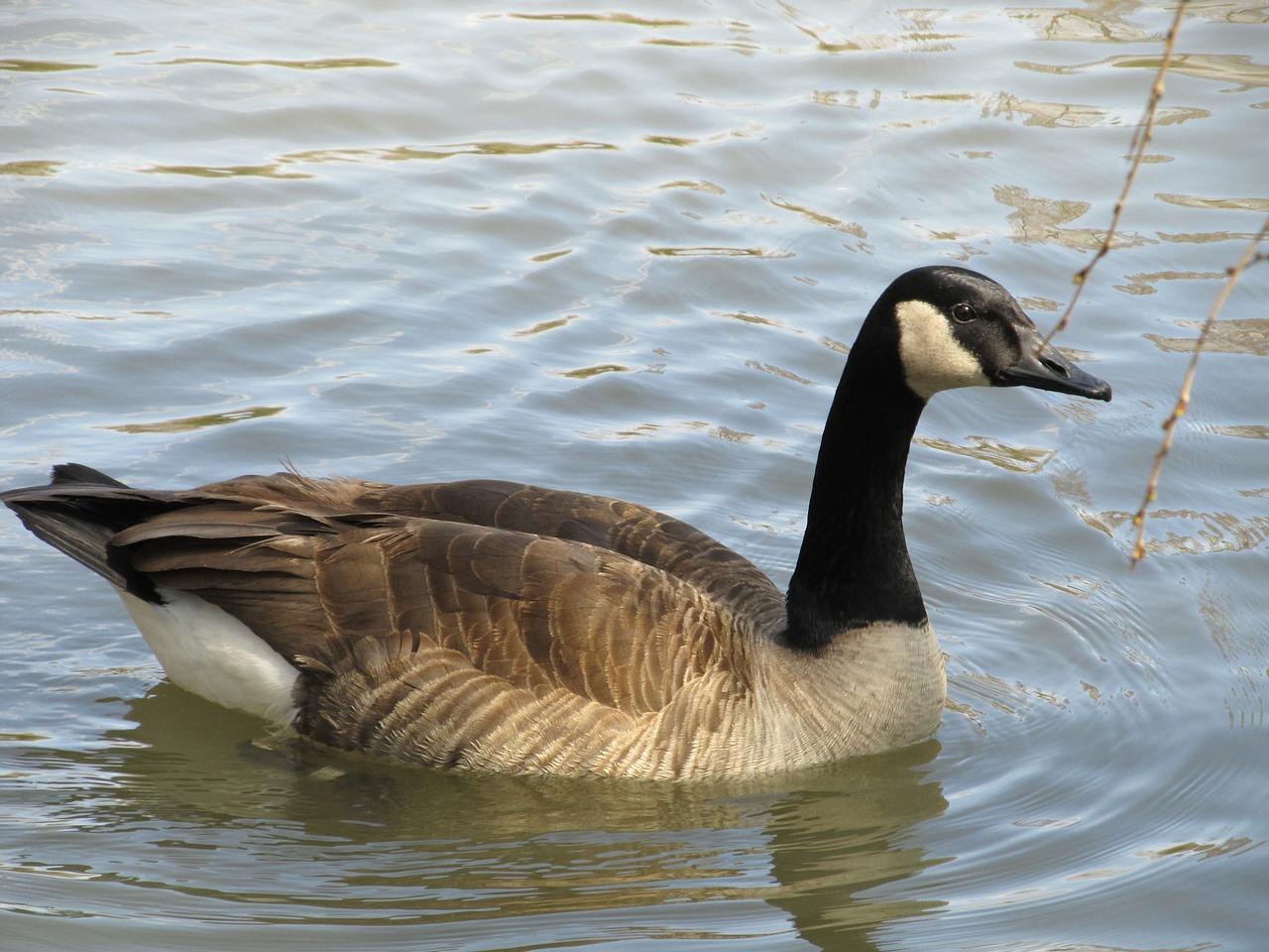 canada goose swimming goose canadian goose free photo