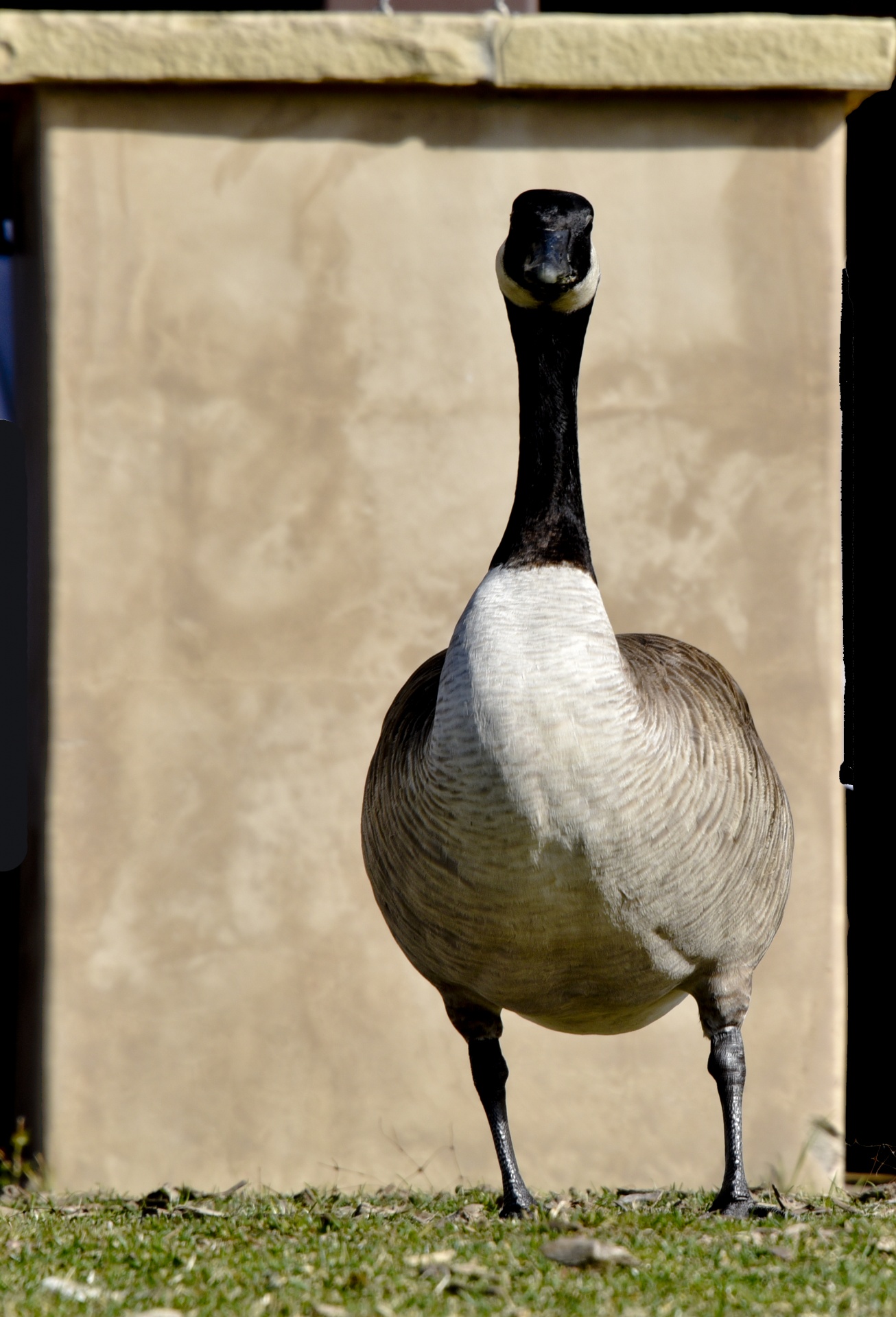 goose canada standing free photo