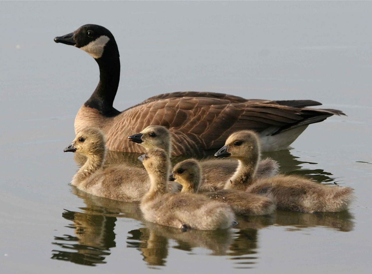 canadensis branta water free photo