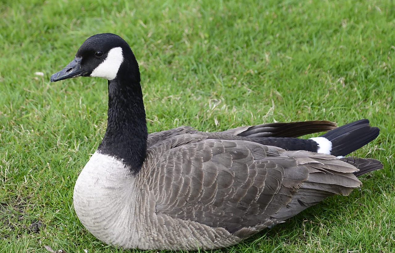 canadian  goose  bird free photo