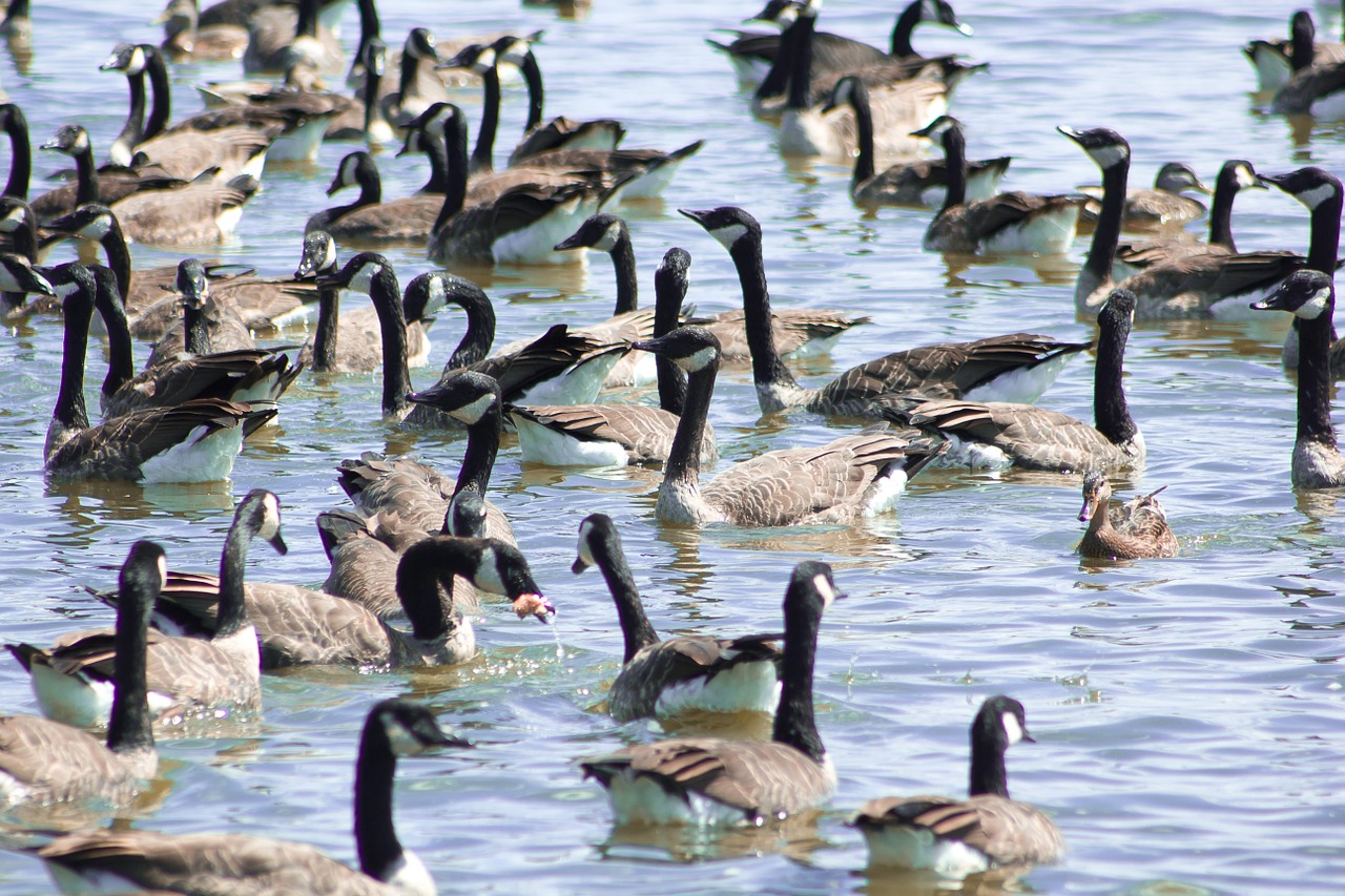 canadian geese fowl rural free photo