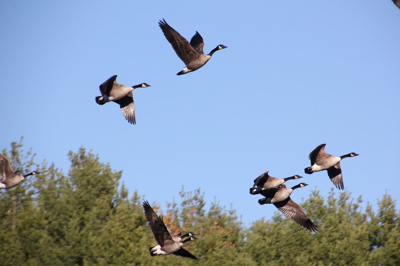 canadian geese flight canadian free photo