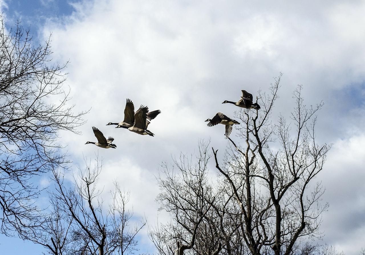 canadian geese geese flock free photo