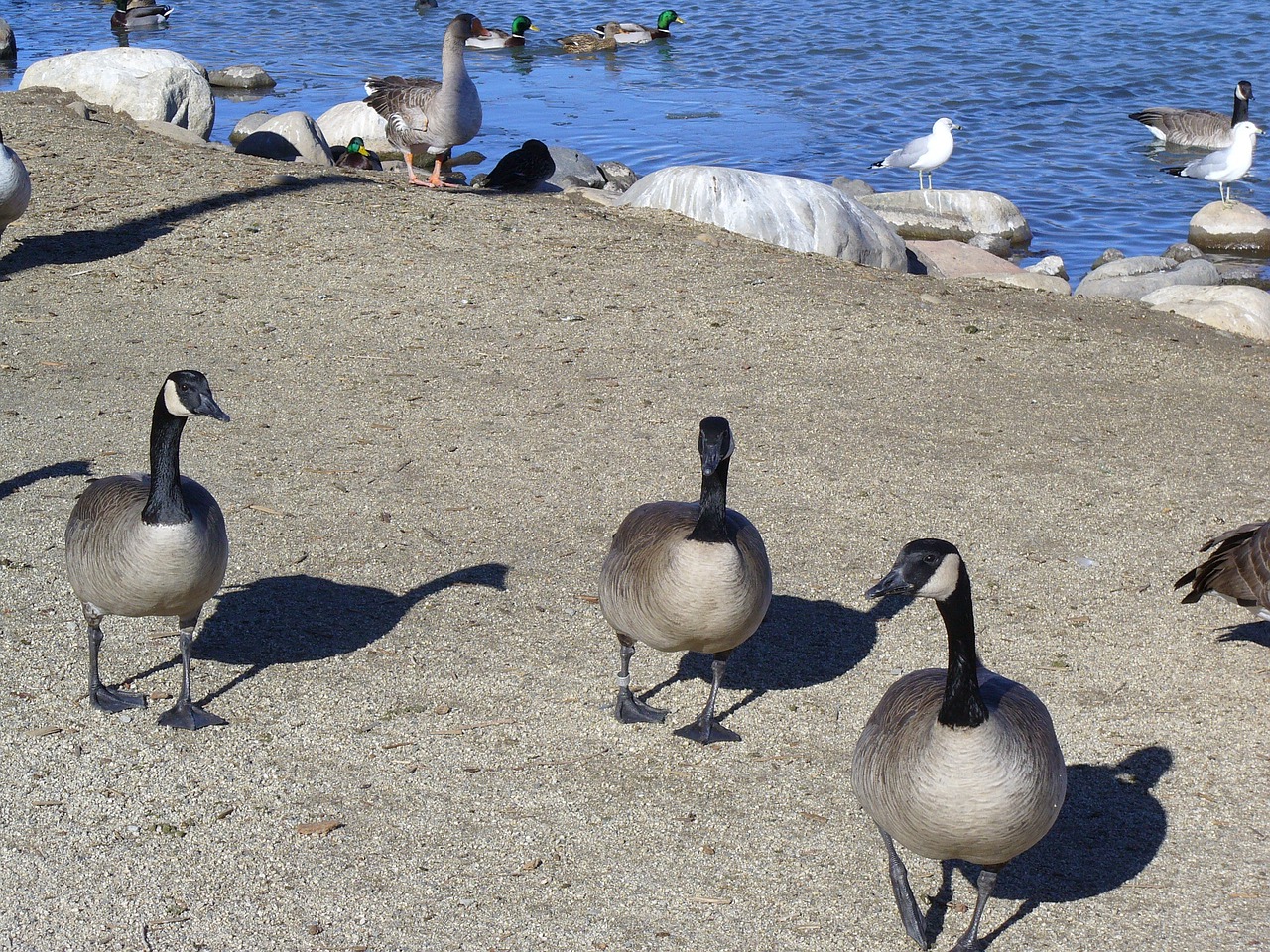 canadian geese migration pond free photo