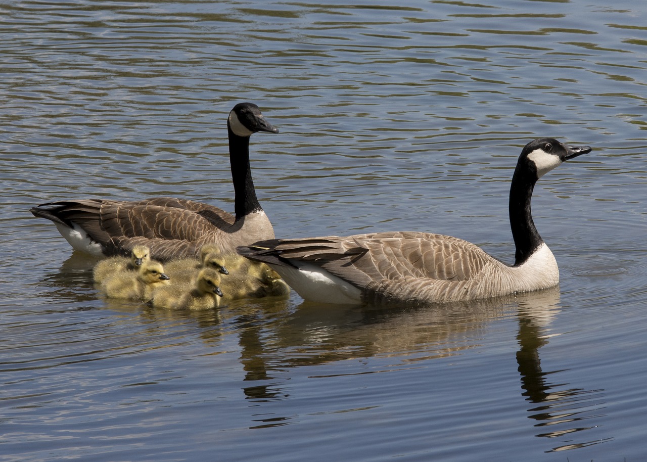 canadian geese  goose  canadian free photo