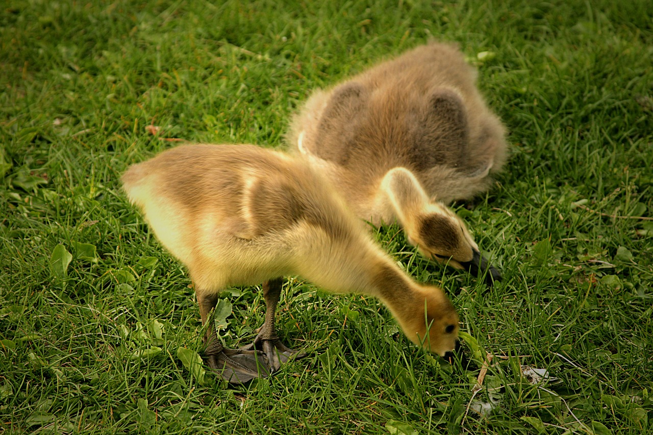 canadian geese goslings birds babies free photo