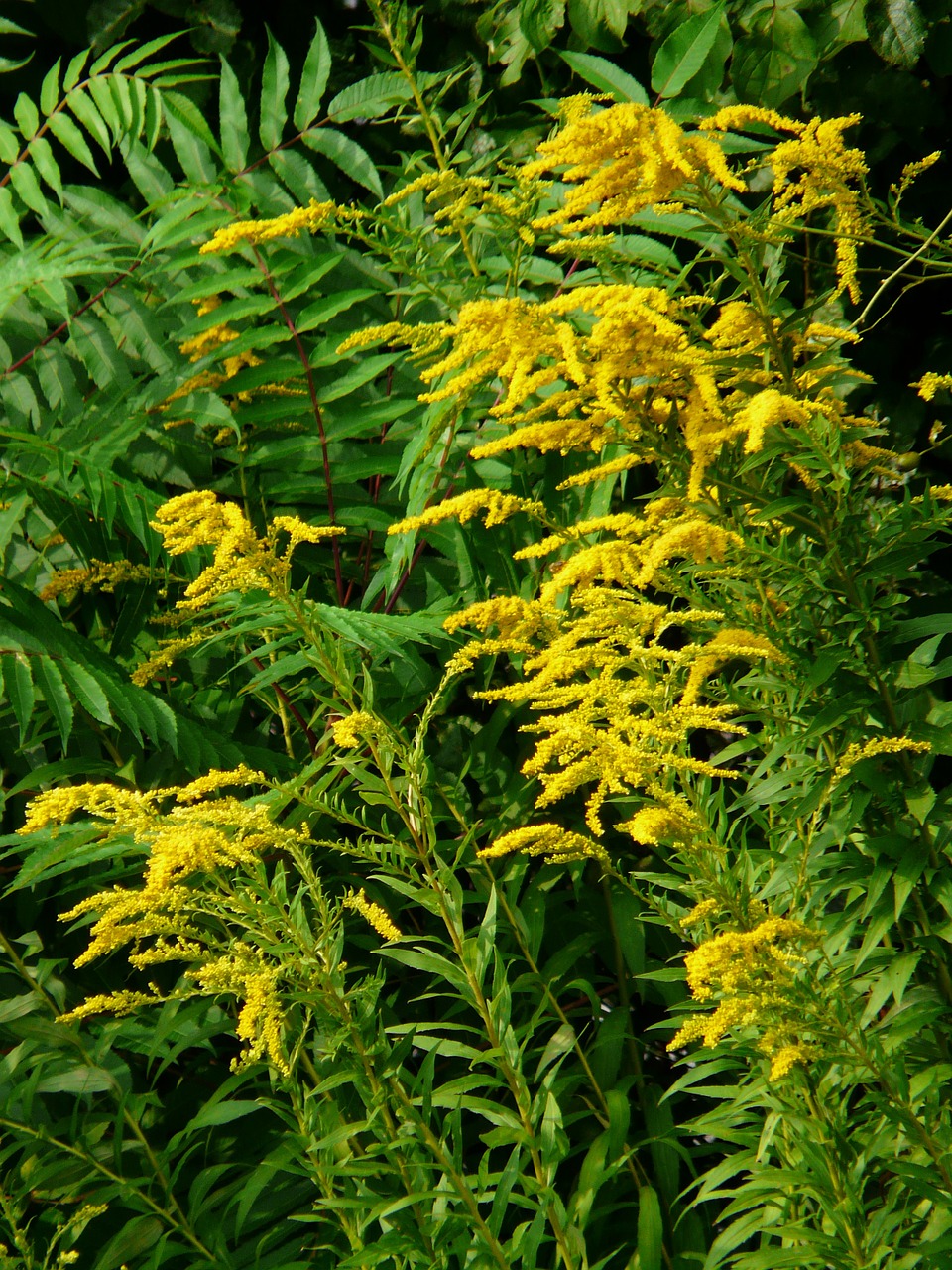 canadian goldenrod golden rod bush free photo