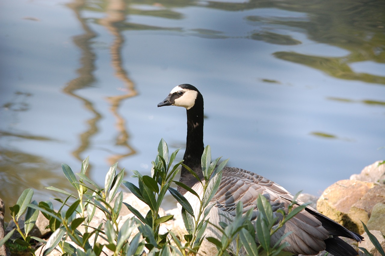 canadian goose pond flowers free photo