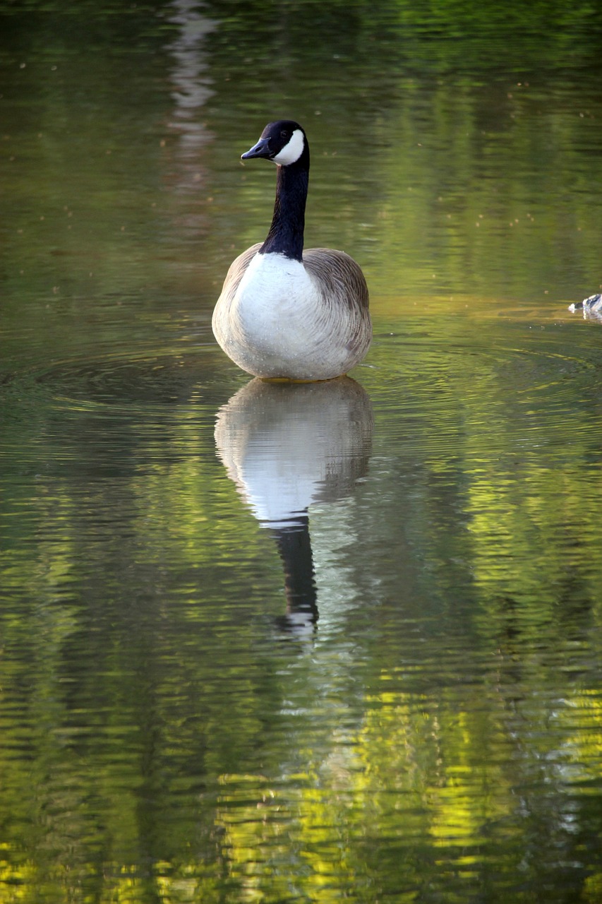 canadian goose goose geese free photo