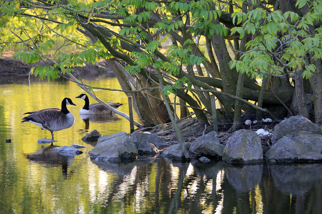 canadian goose goose geese free photo