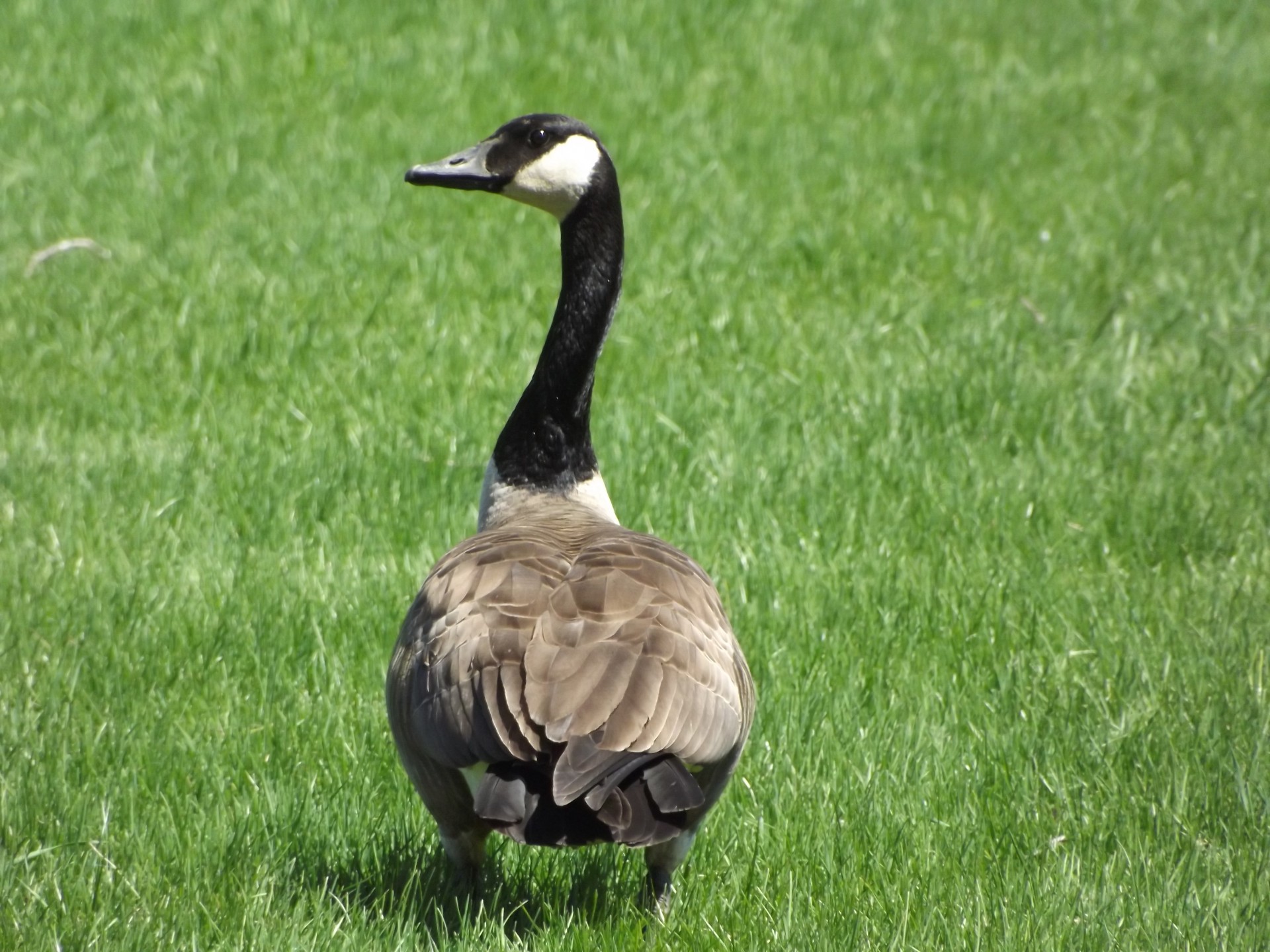 goose geese canadian free photo