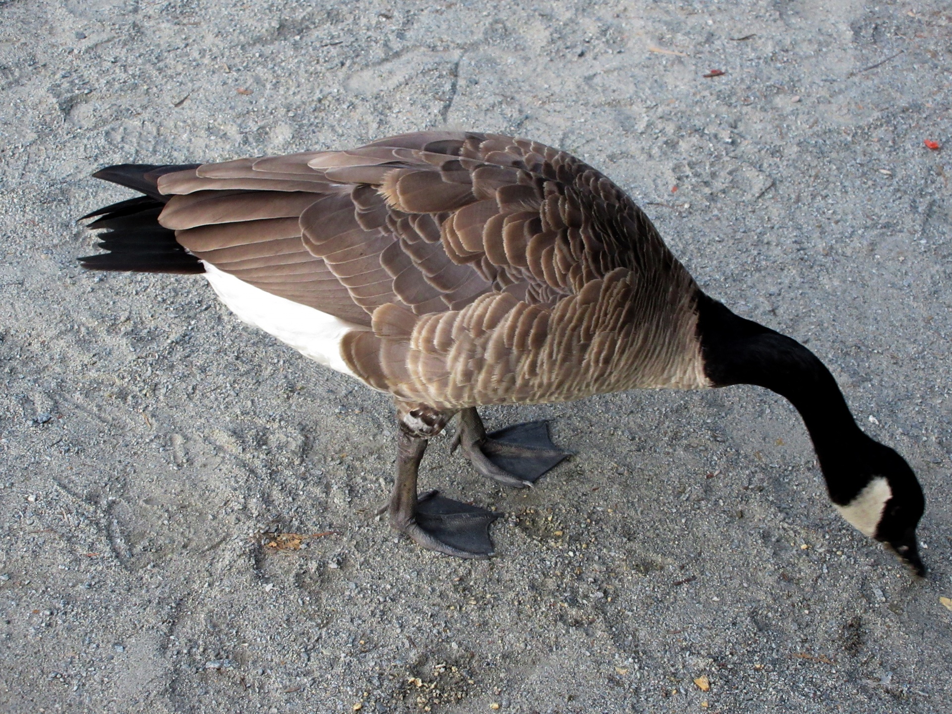 canadian goose closeup free photo