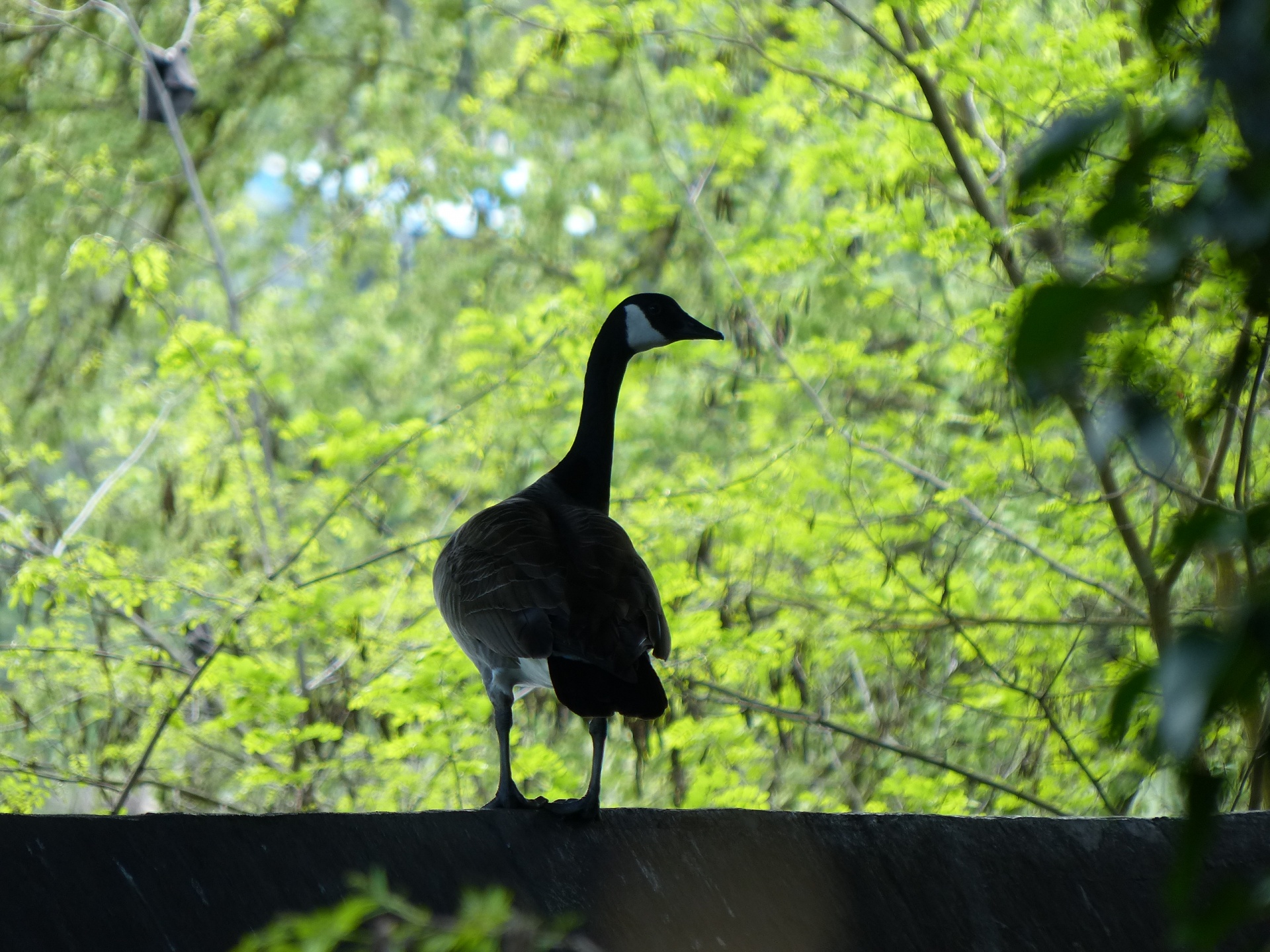 goose geese canadian goose free photo