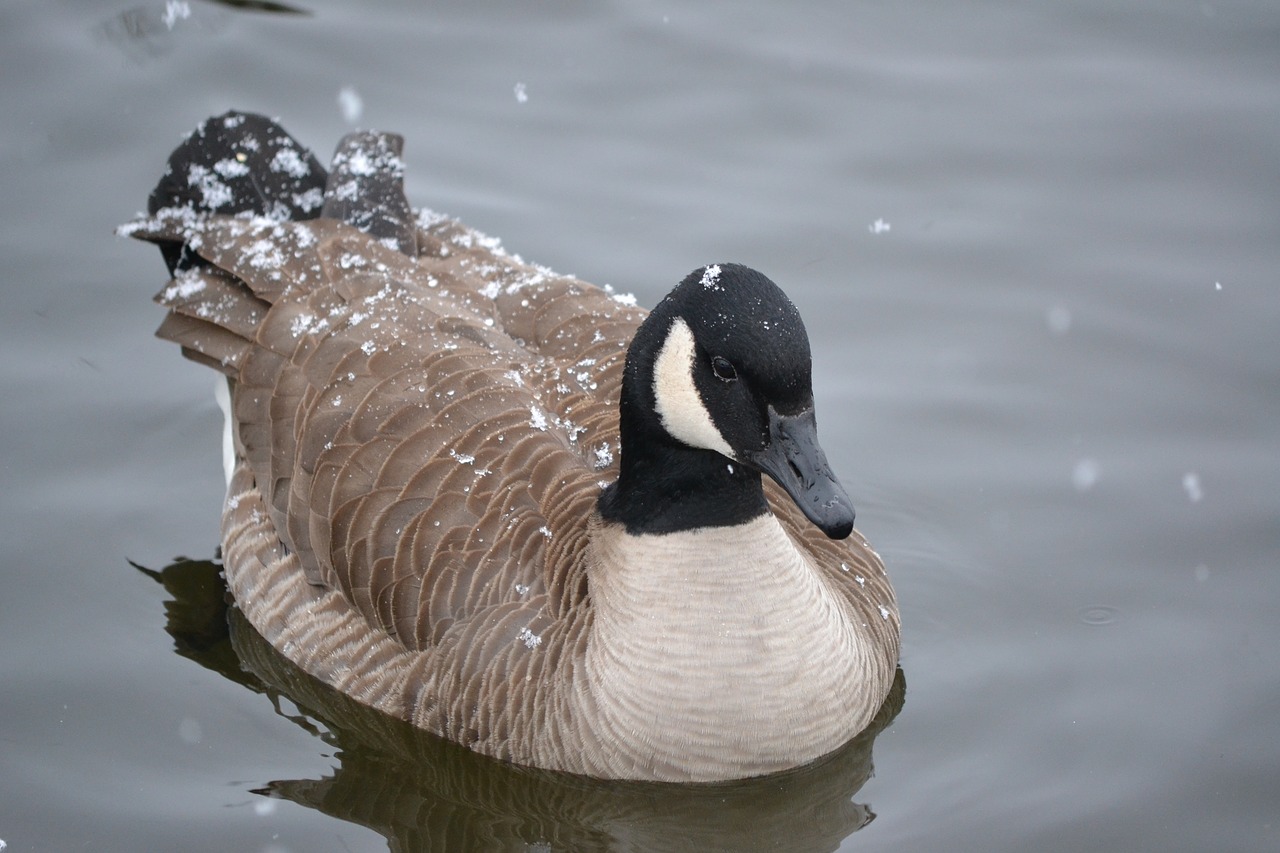 canadian goose goose water free photo