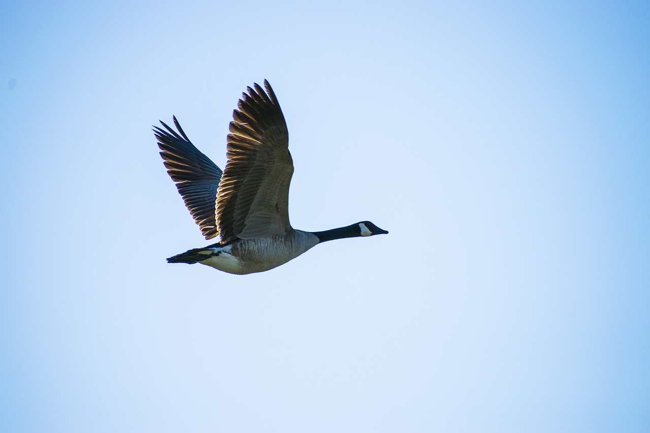canadian goose in flight goose free photo