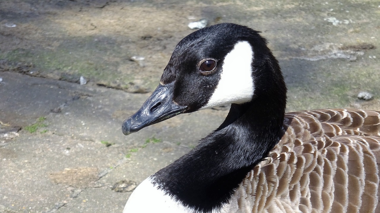 canadian goose  bird  nature free photo