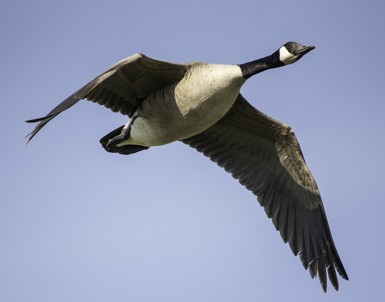 canadian goose  canadian geese  flying free photo